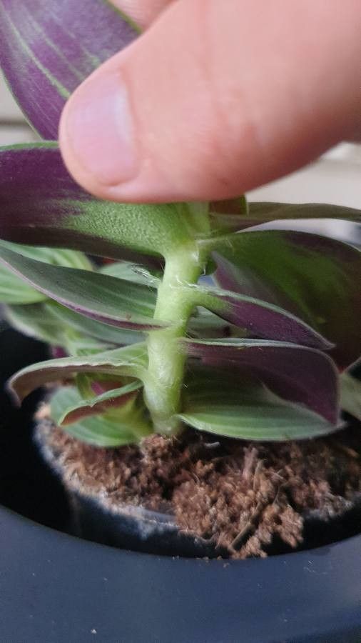 Callisia gentlei bark