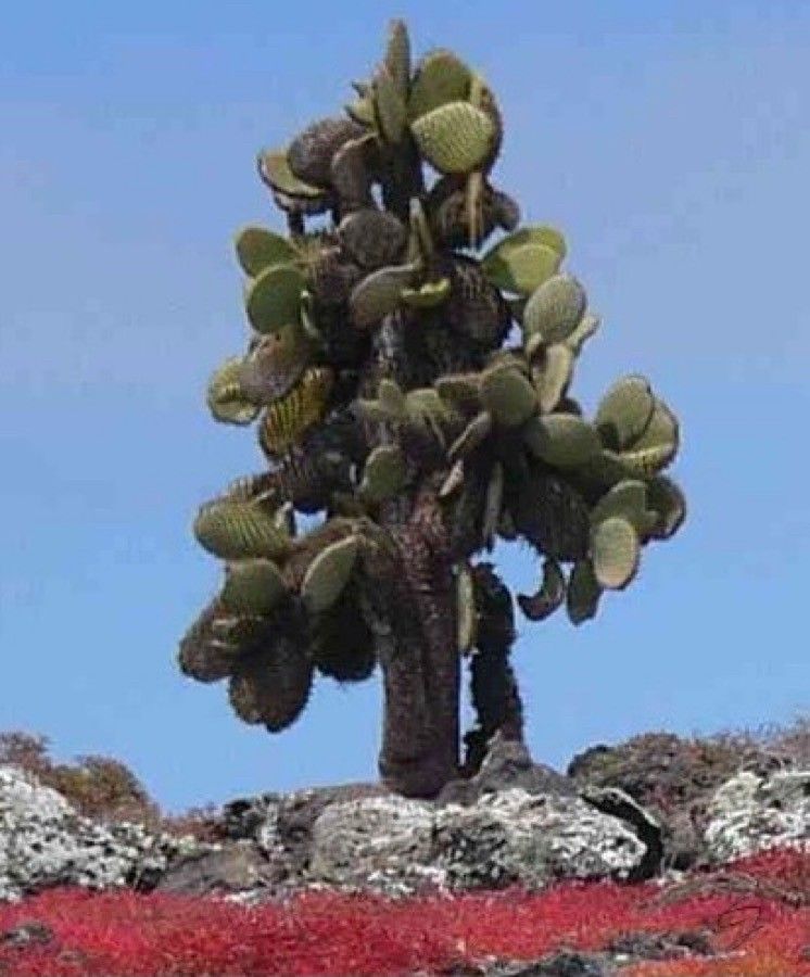 Opuntia galapageia — search result for 'Opuntia'