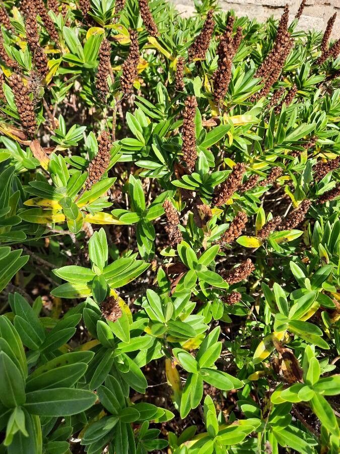 Hebe salicifolia — search result for 'Hebe'