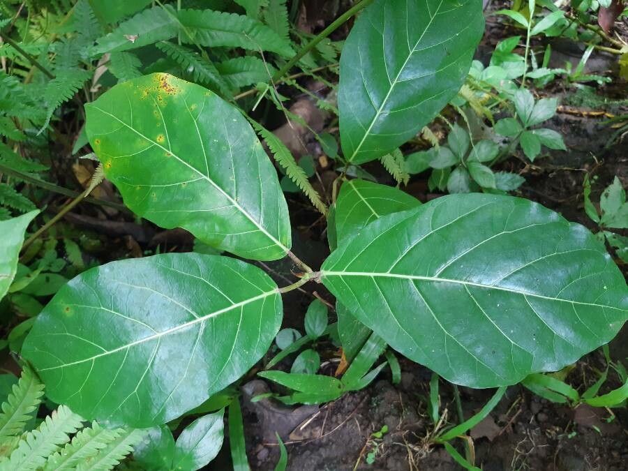 Ficus septica — search result for 'Ficus'