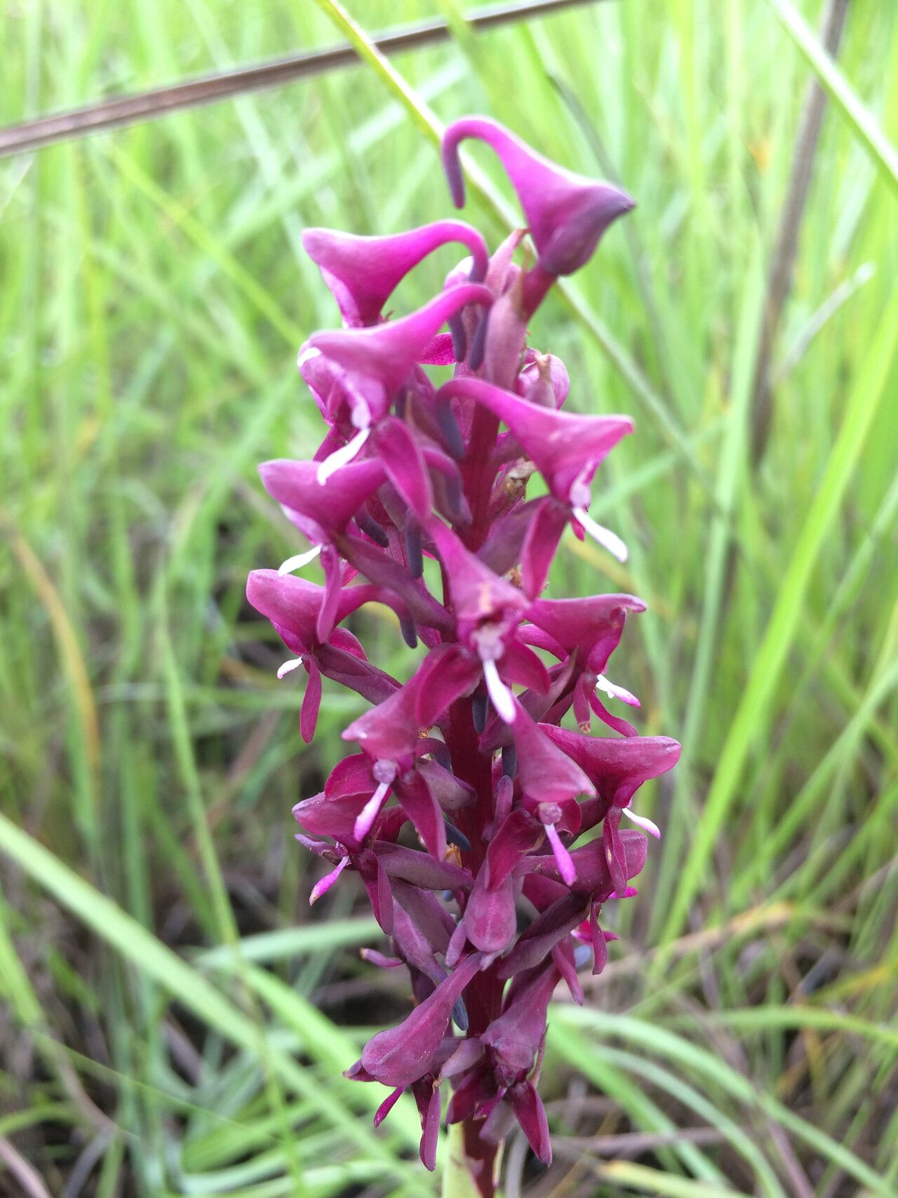 Disa hircicornis flower