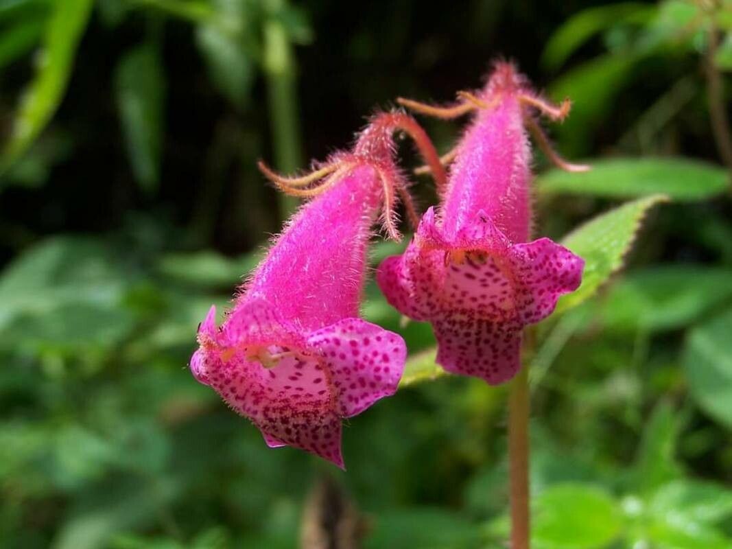 Kohleria amabilis flower