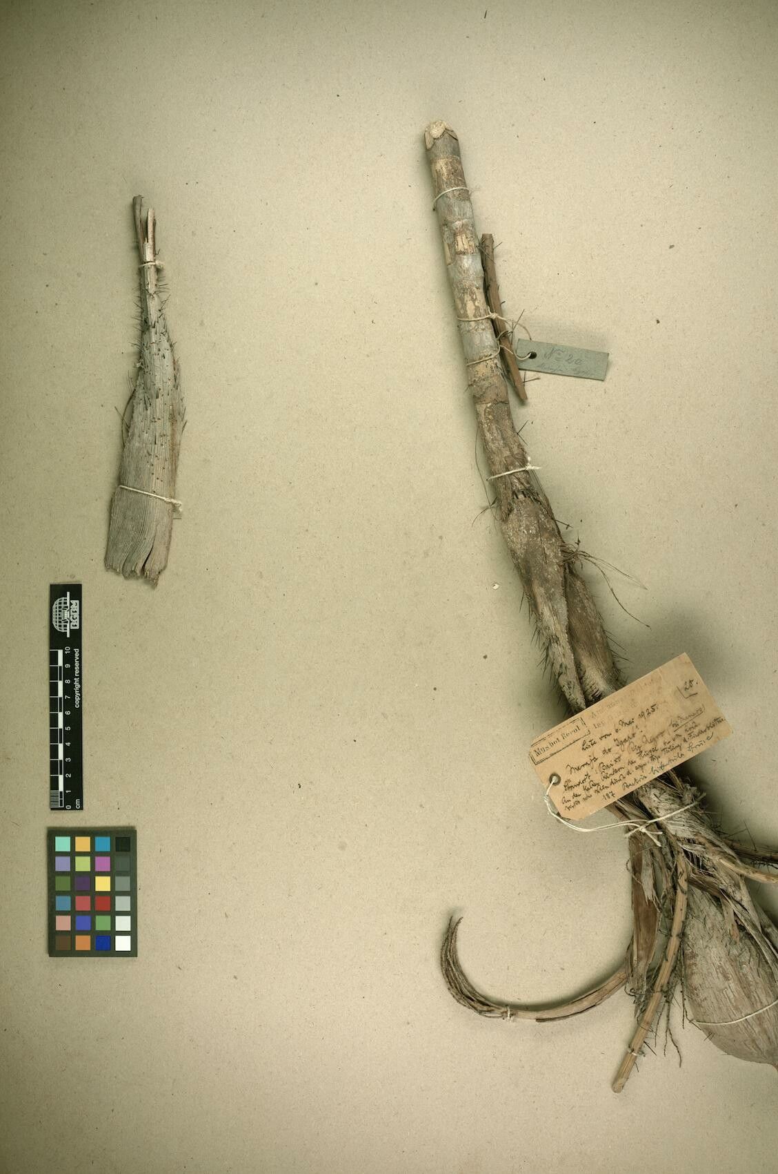 Bactris bidentula bark