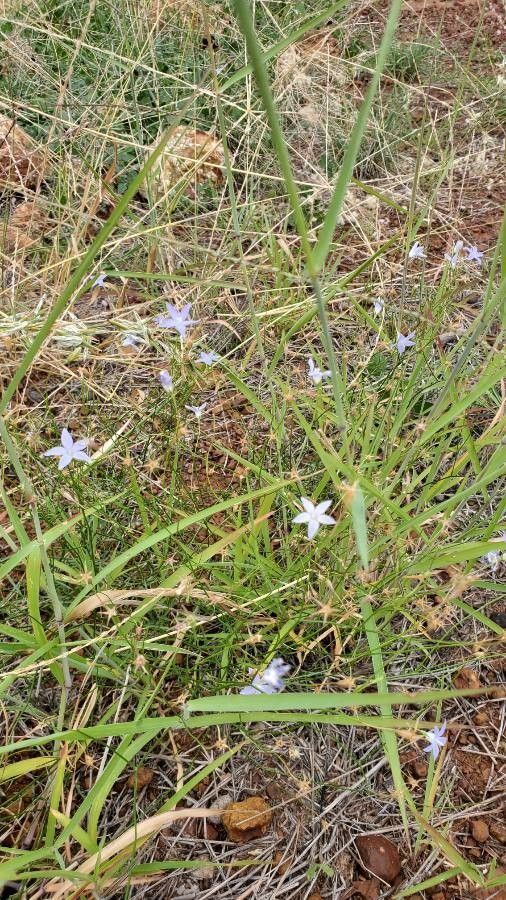 Wahlenbergia capillaris habit