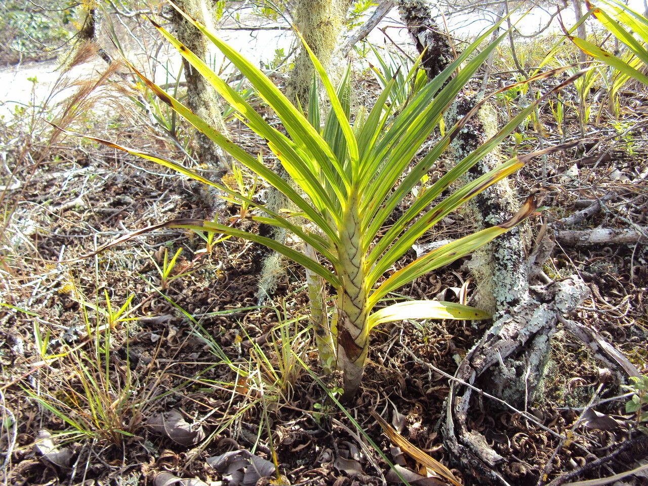 Cyrtopodium flavum habit