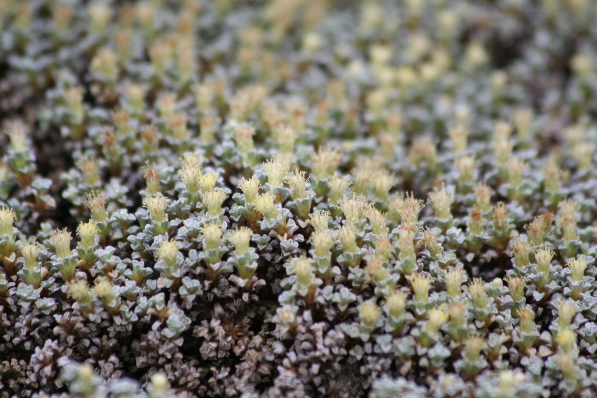 Raoulia australis flower