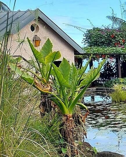 Typhonodorum lindleyanum leaf