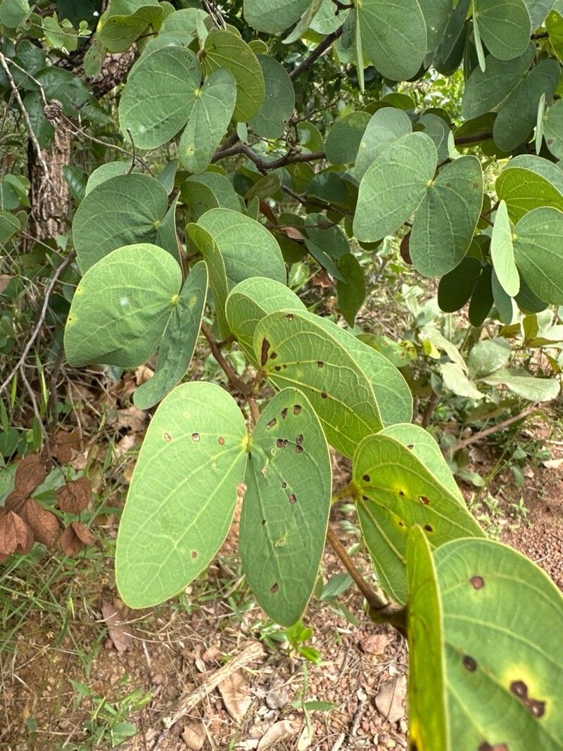 Bauhinia rufa — houseplant care guide