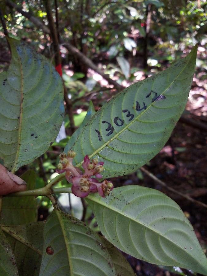 Palicourea dichotoma flower