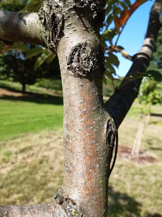 Sorbus sargentiana bark