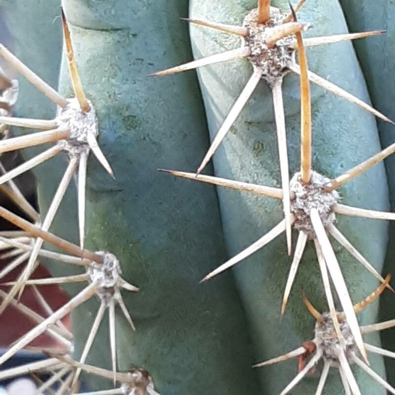 Browningia hertlingiana flower