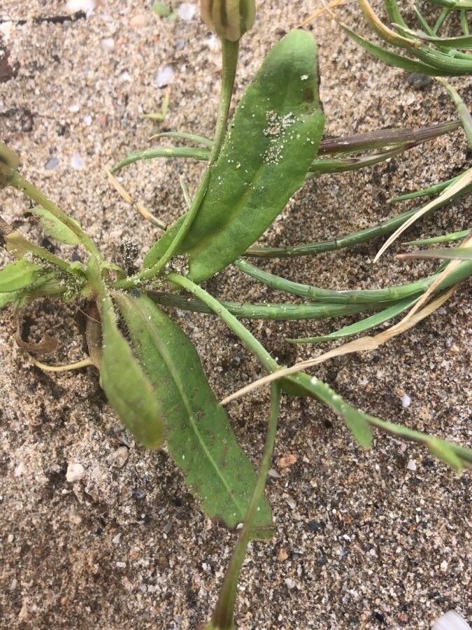 Reichardia tingitana leaf