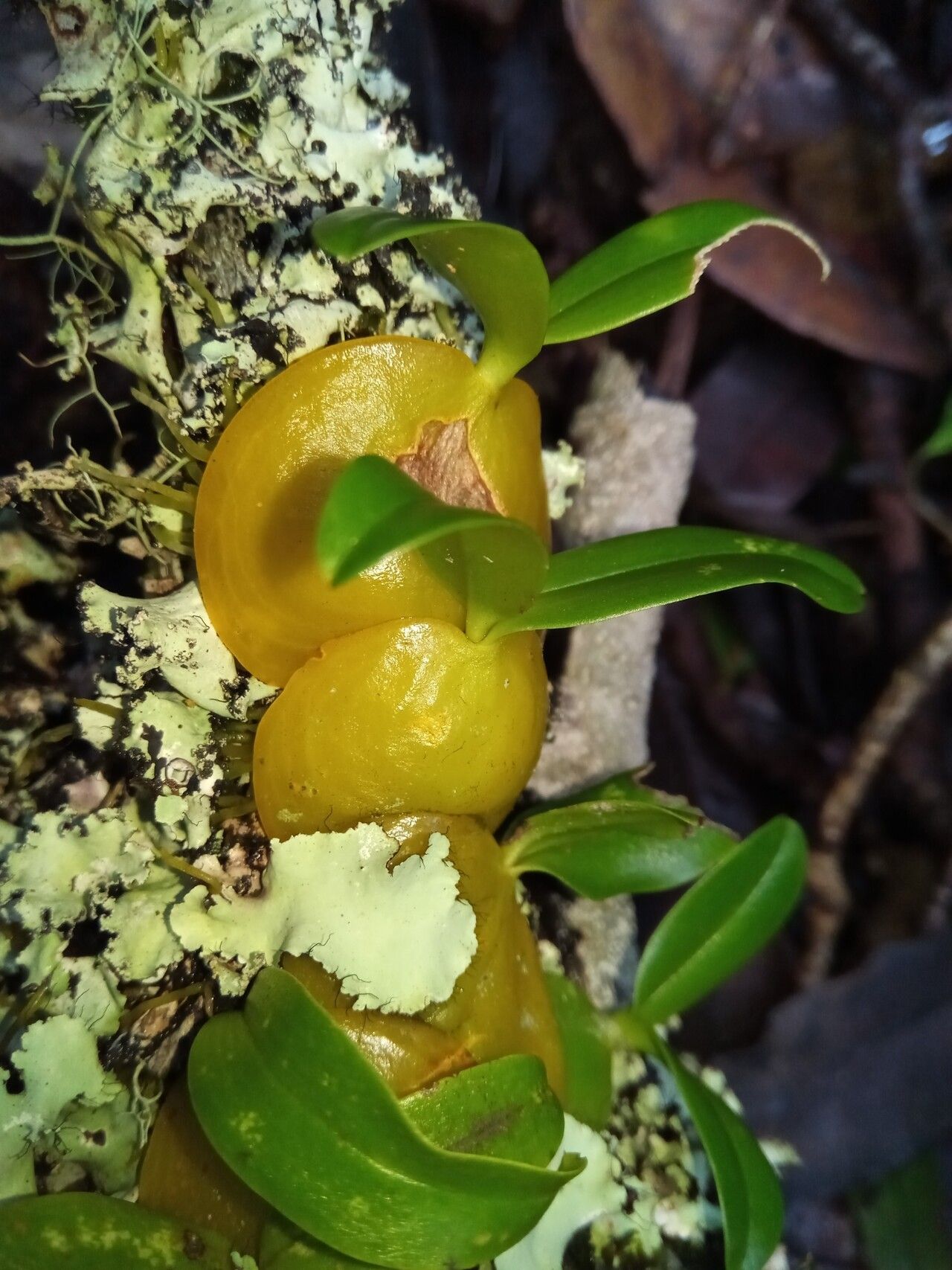 Bulbophyllum uroplatoides habit