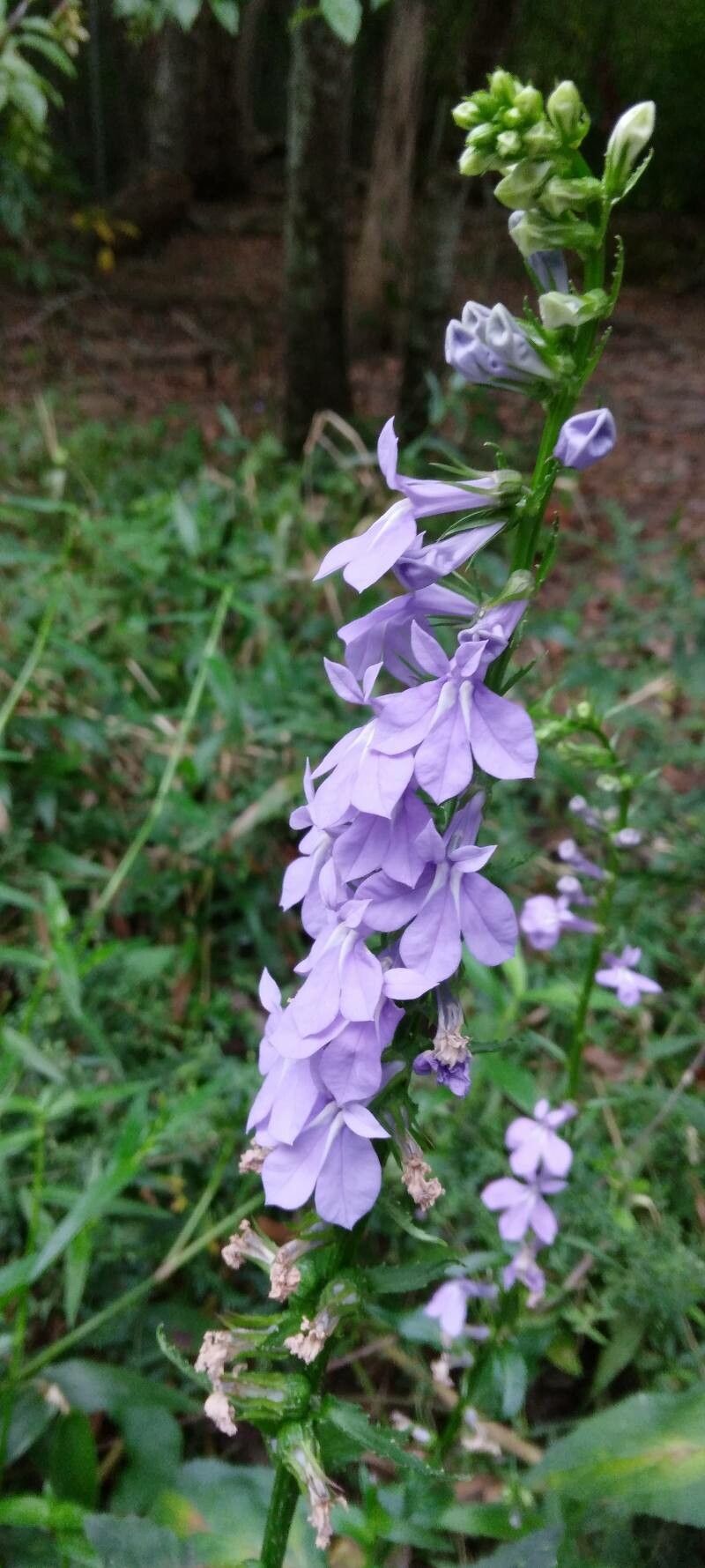 Lobelia puberula flower