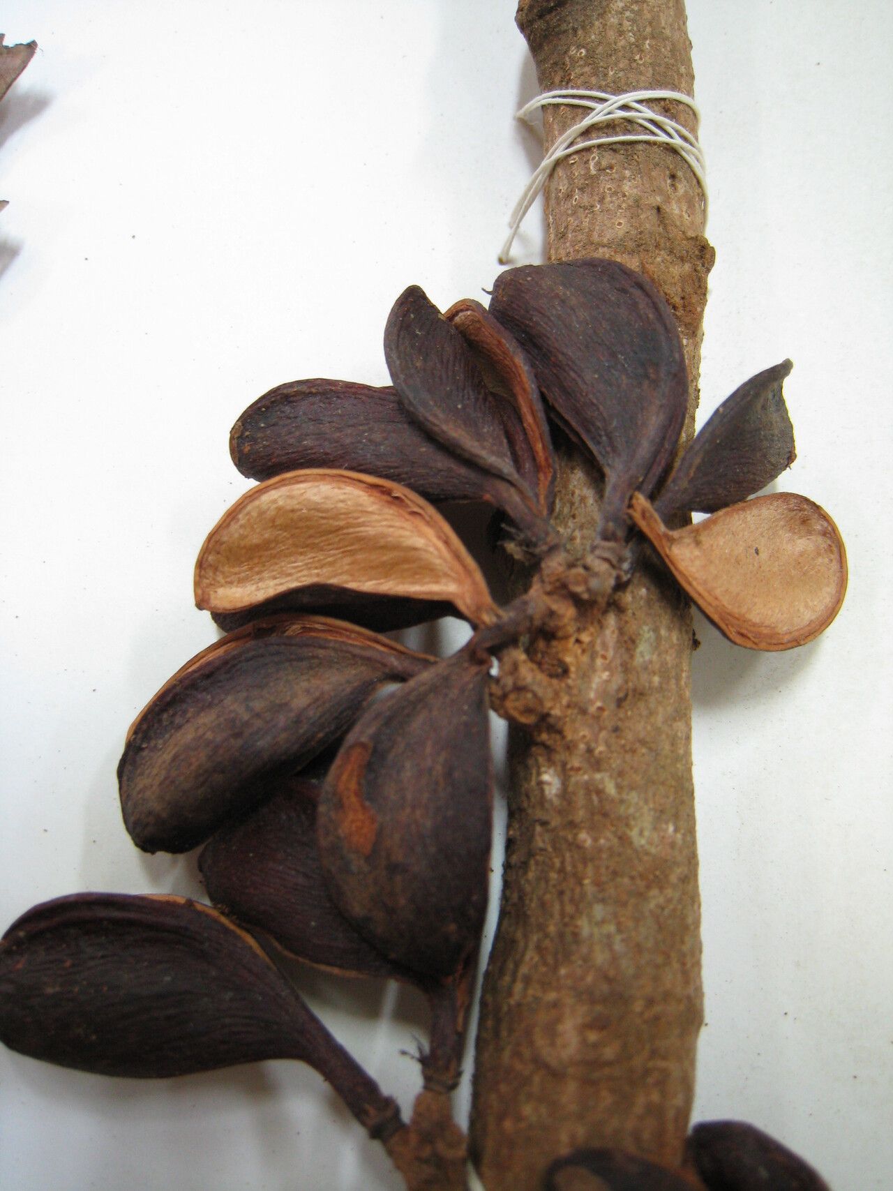 Connarus fasciculatus other