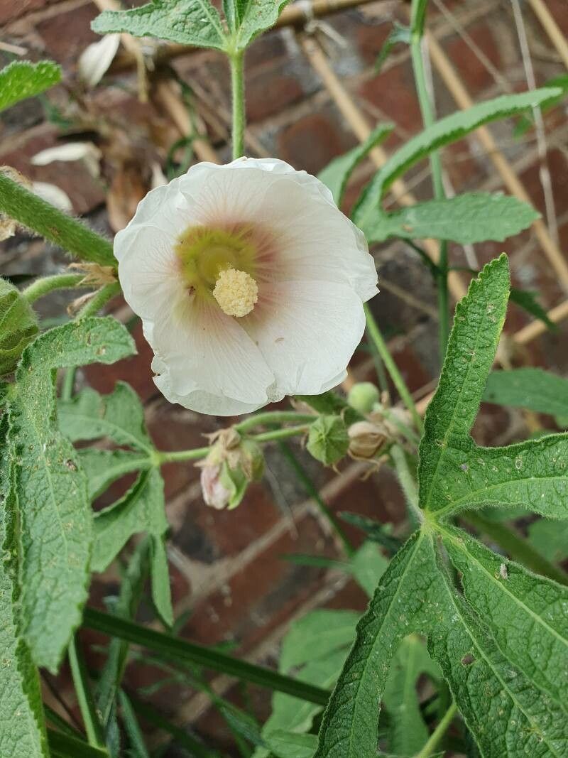 Alcea ficifolia flower