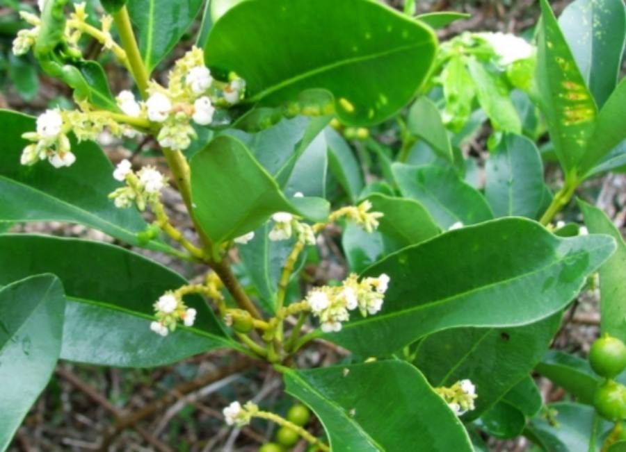 Alyxia spicata — search result for 'Guinea'