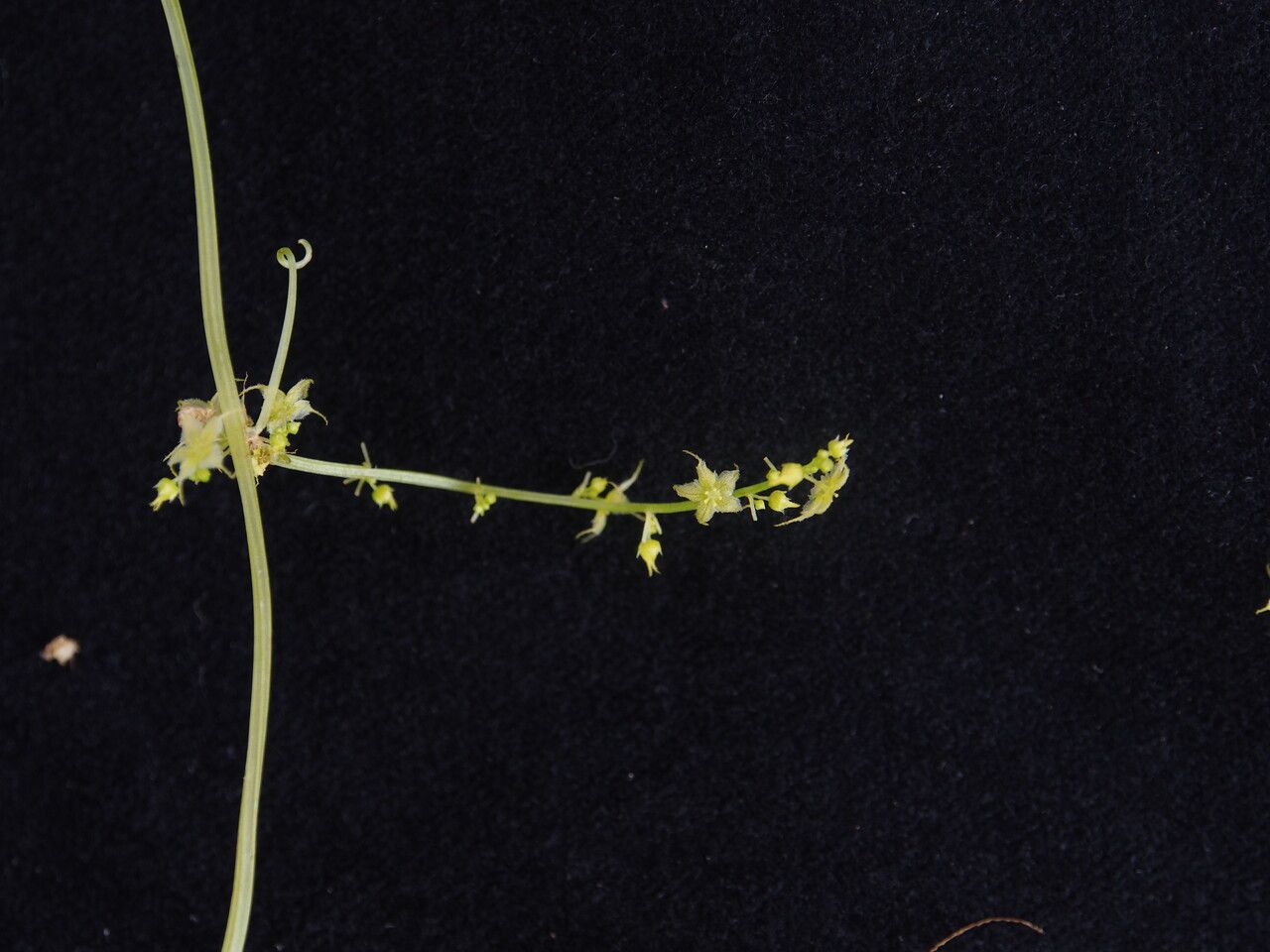 Hylodesmum laxum habit