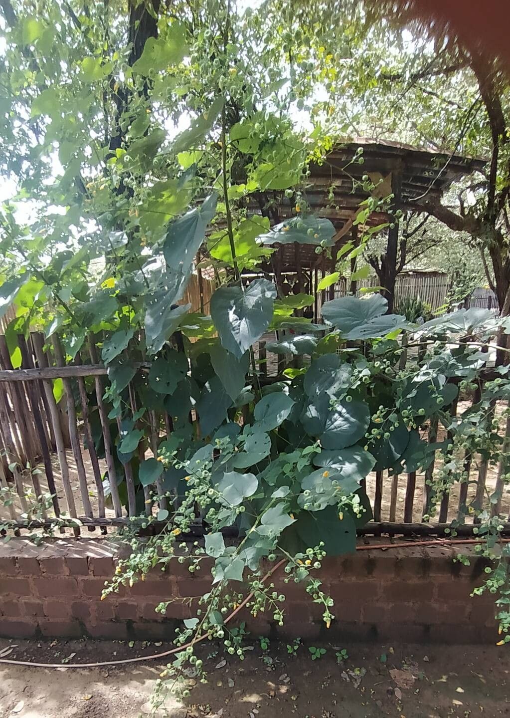 Abutilon angulatum habit