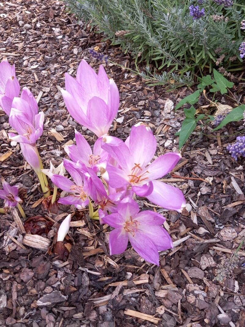 Colchicum lusitanum habit