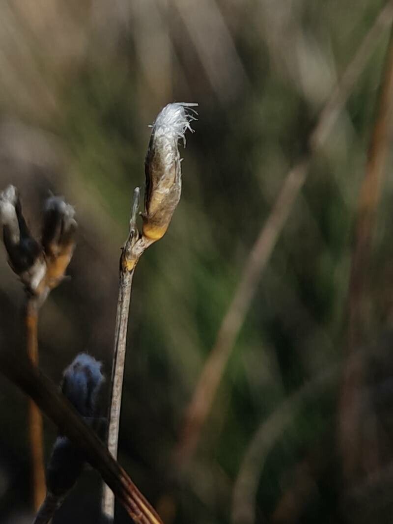 Lithodora fruticosa fruit