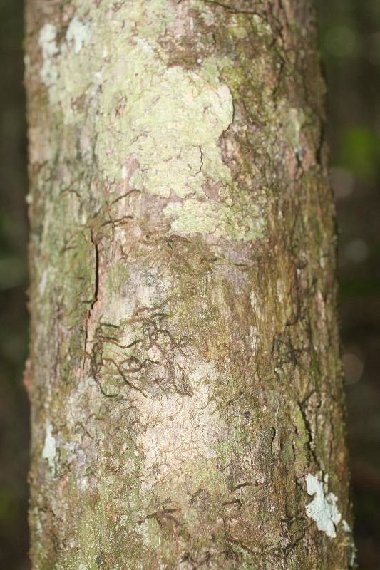 Dacryodes cuspidata bark
