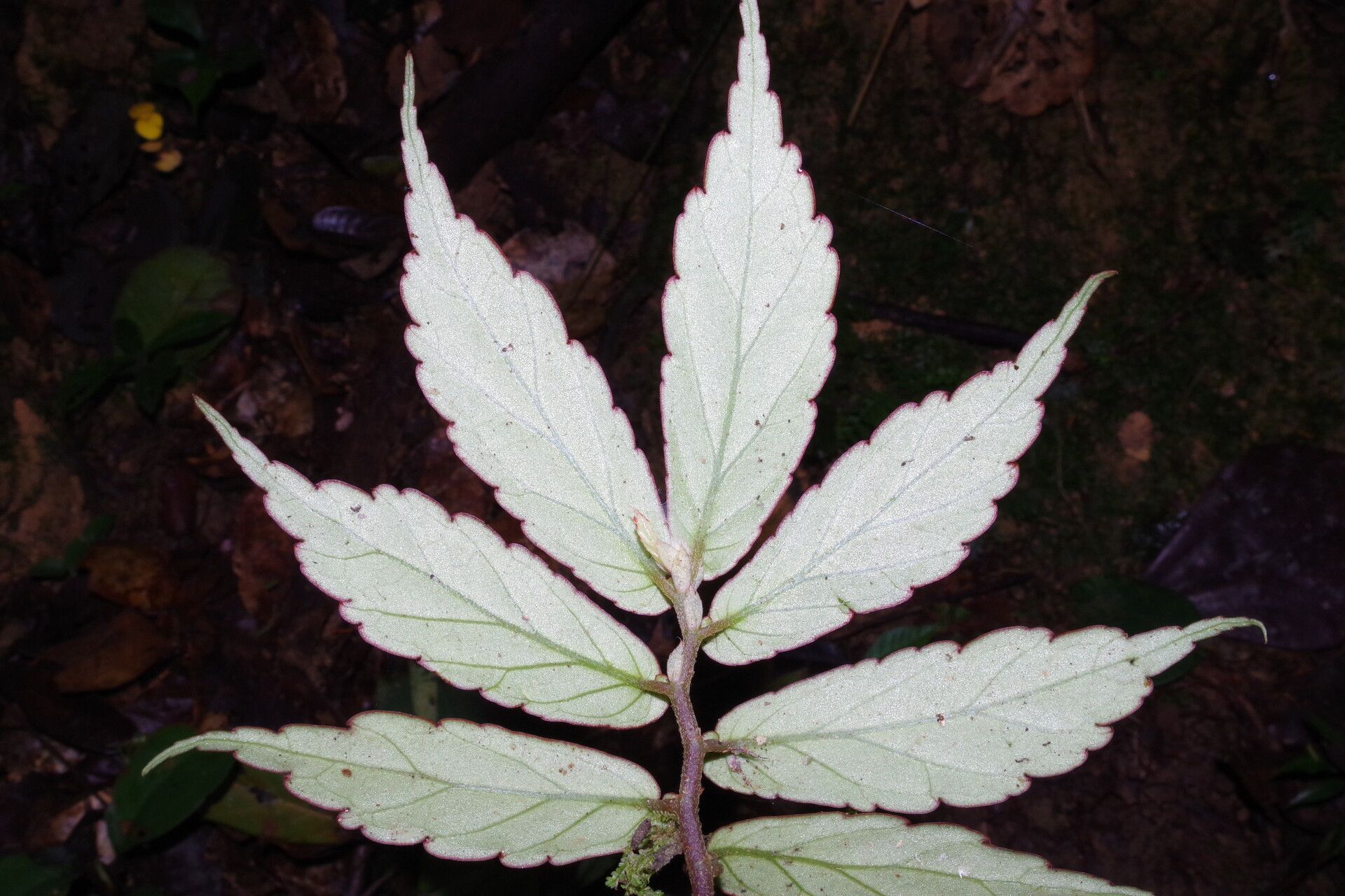 Begonia gossweileri leaf