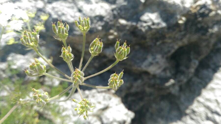 Athamanta cretensis fruit