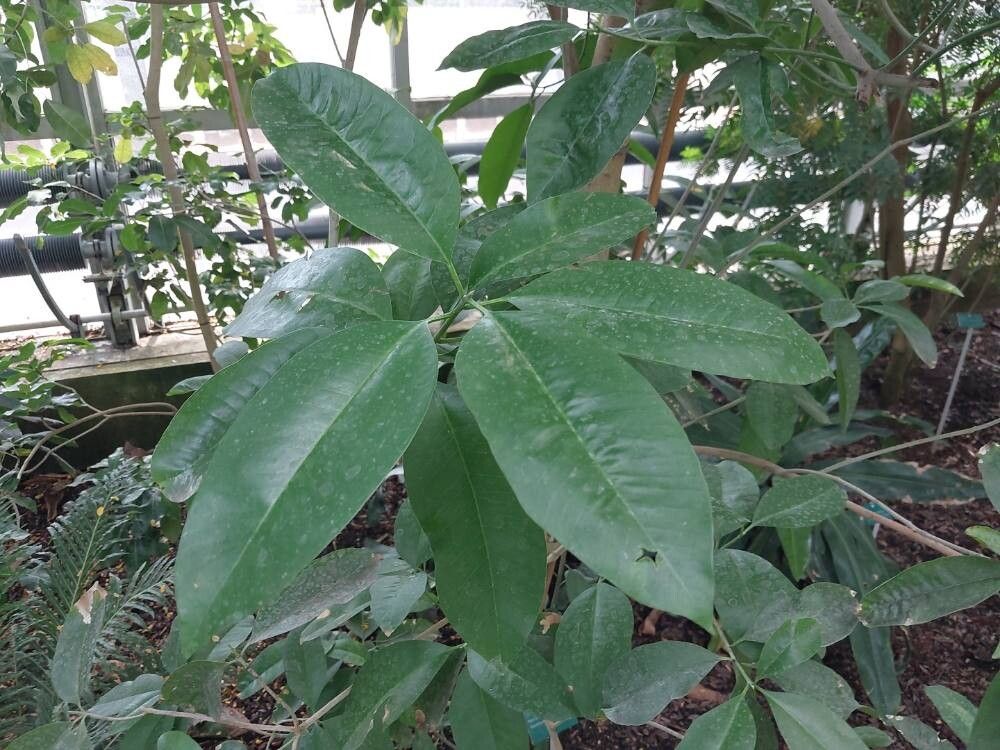 Aspidosperma cylindrocarpon — houseplant care guide