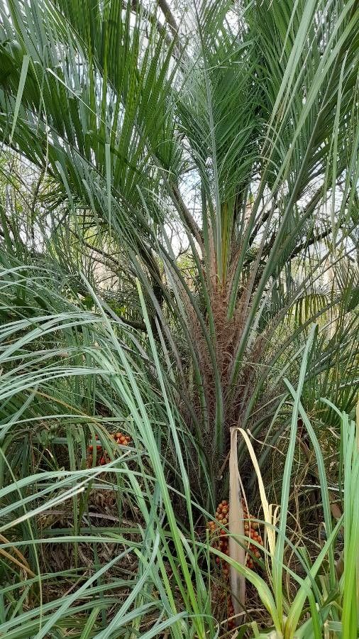 Butia odorata — search result for 'Uruguay'