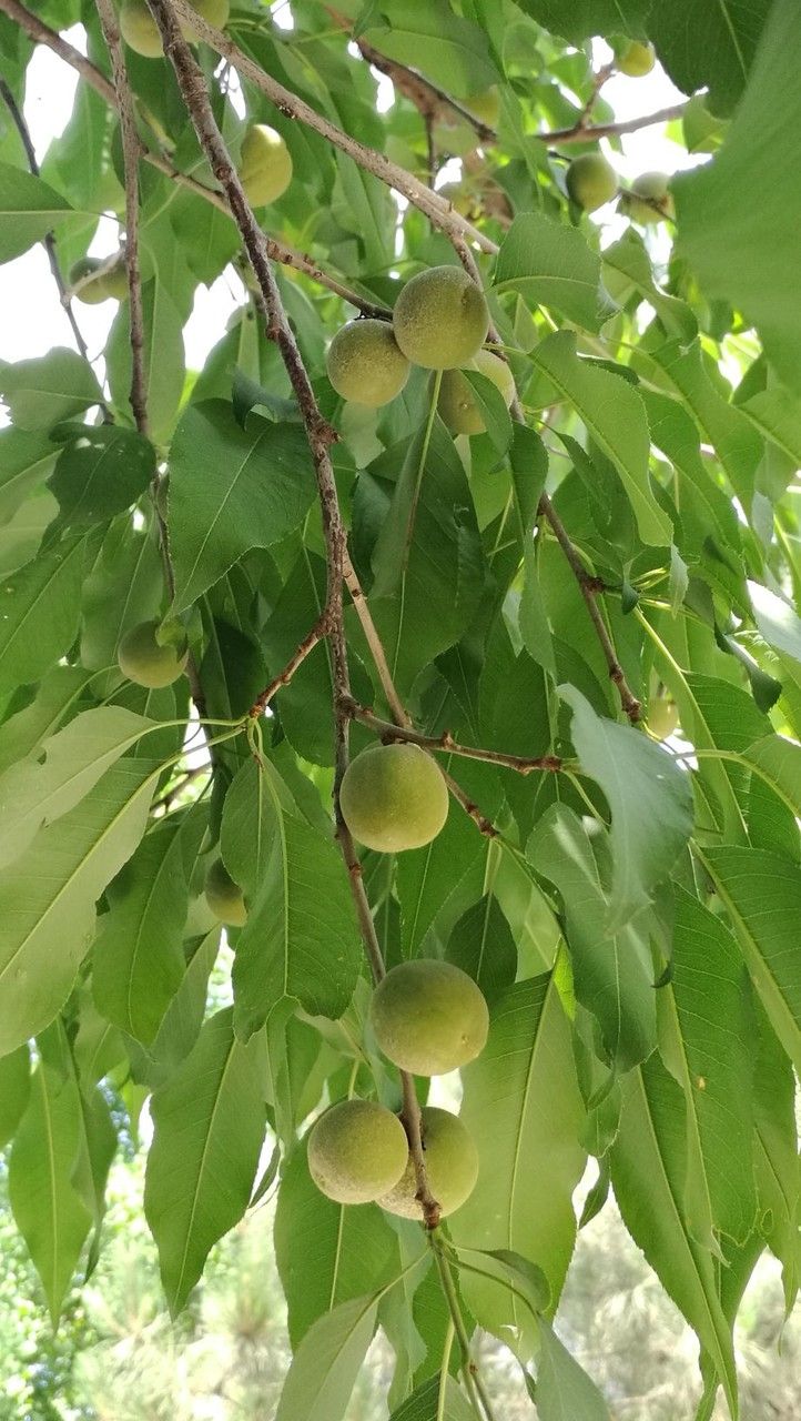Prunus davidiana fruit