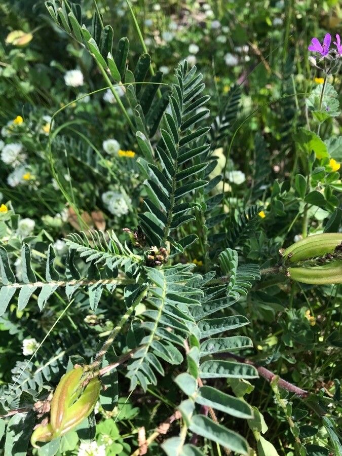 Astragalus boeticus — search result for 'Astragalus'