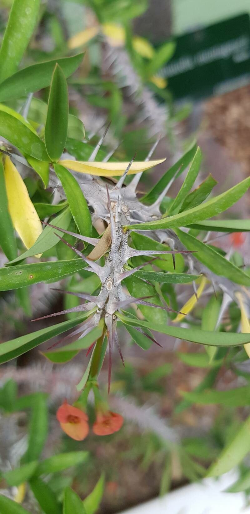Euphorbia delphinensis bark