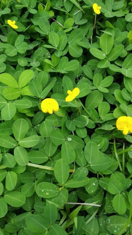 Arachis pintoi flower