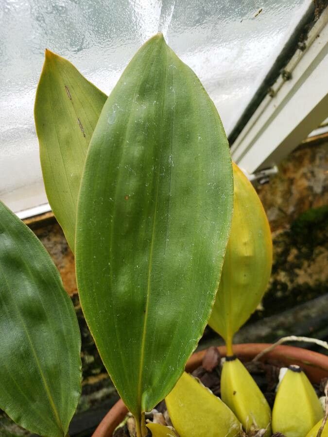 Bifrenaria harrisoniae — houseplant care guide