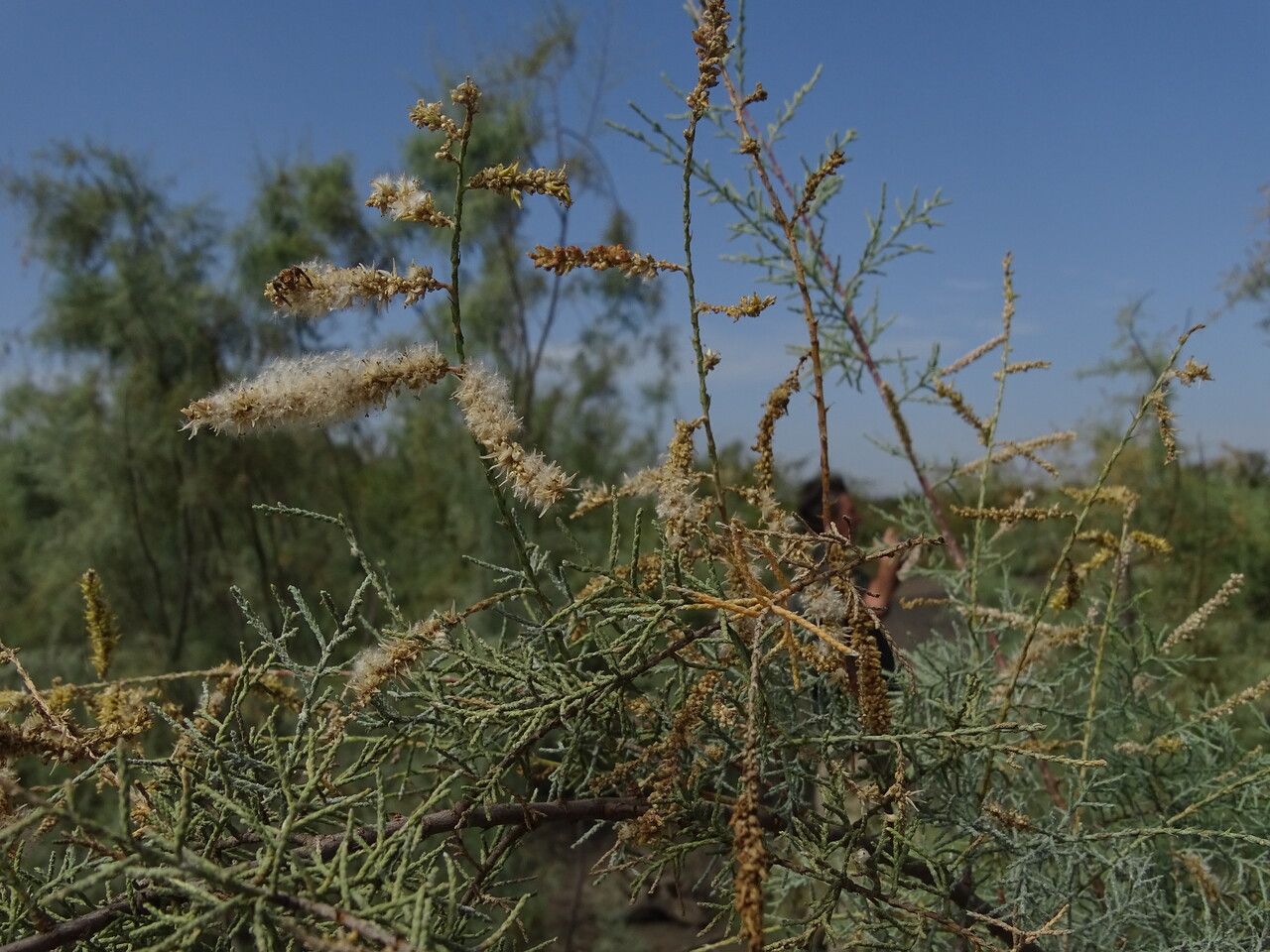Tamarix senegalensis — search result for 'Tamarix'