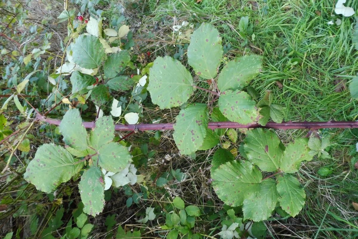 Rubus procerus — houseplant care guide