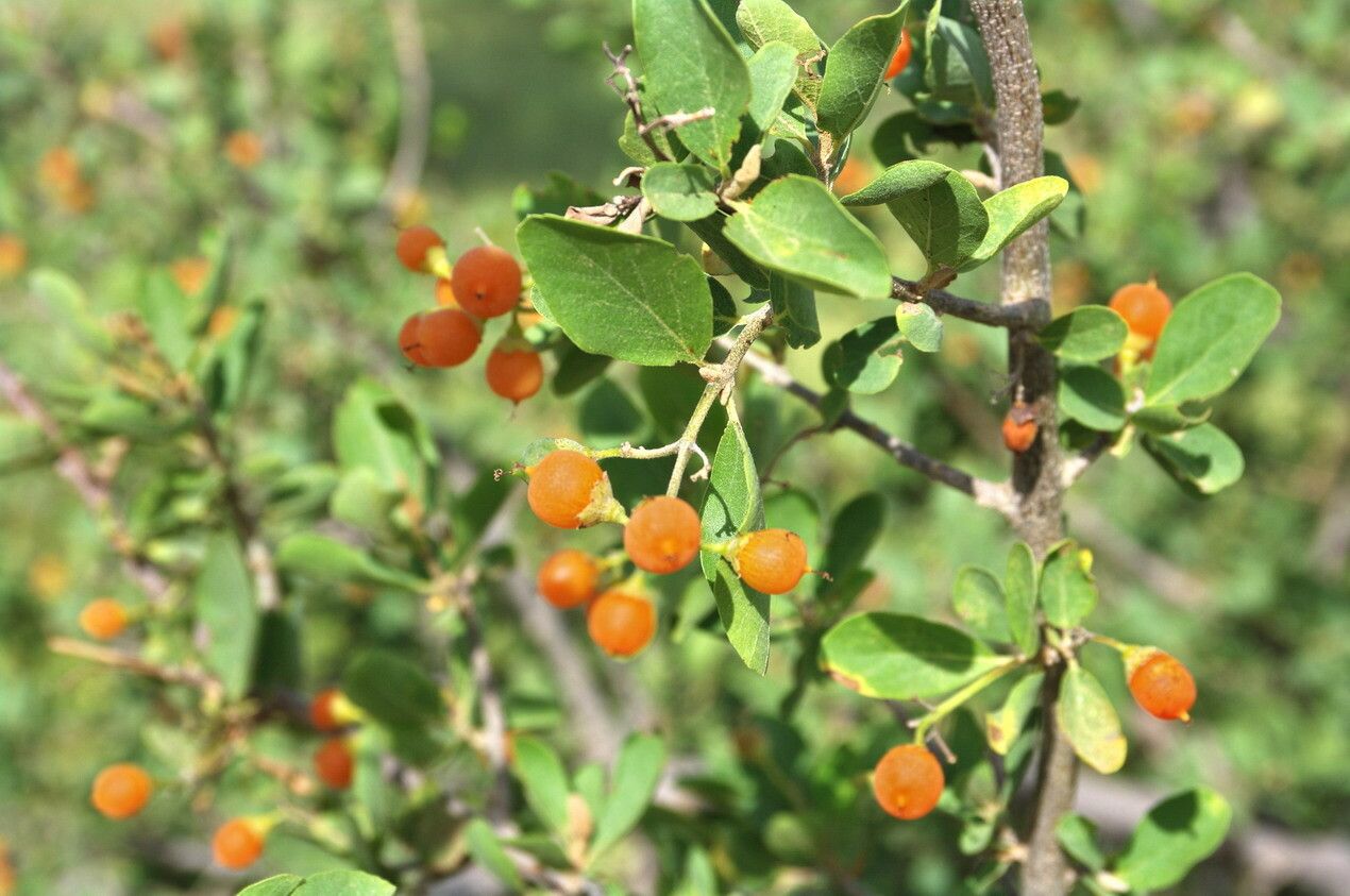 Cordia sinensis fruit