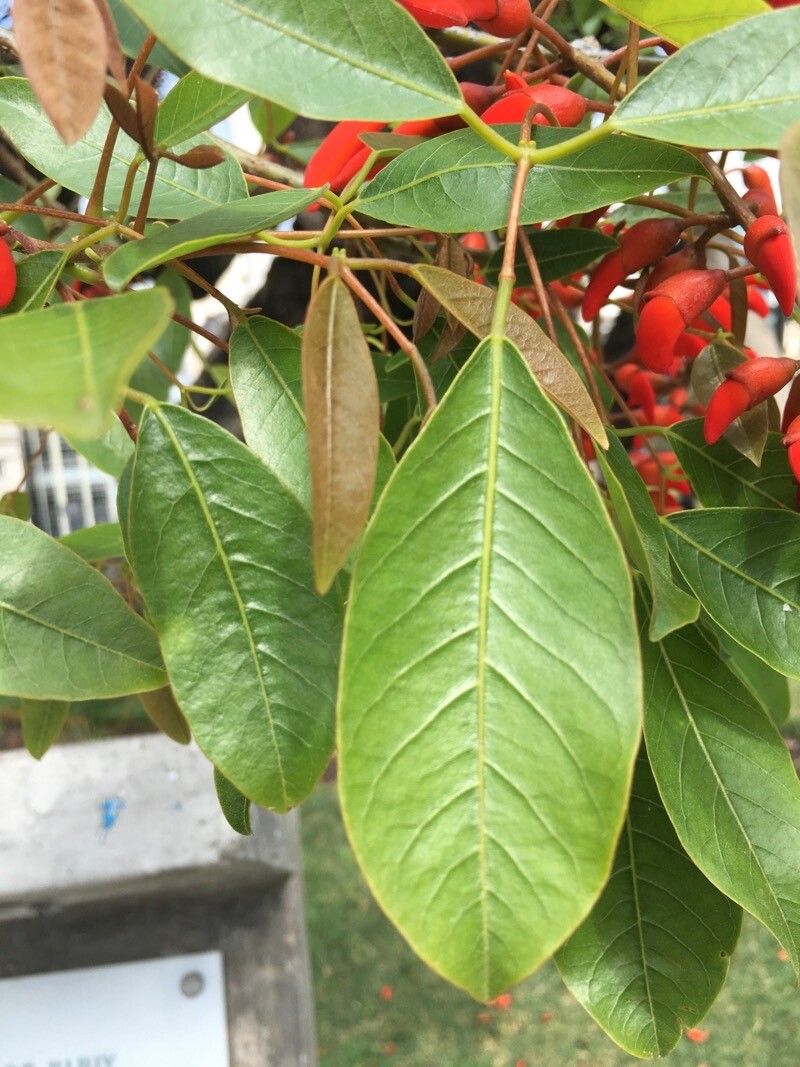 Erythrina falcata — search result for 'Erythrina'
