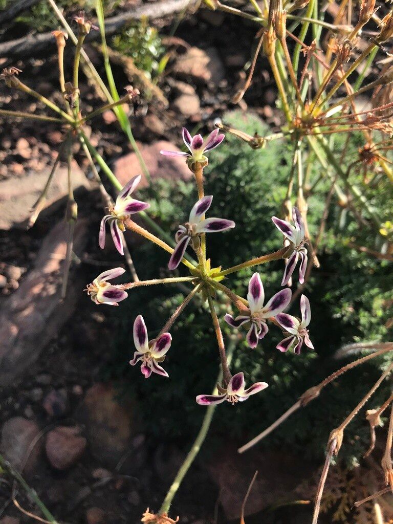 Pelargonium triste flower