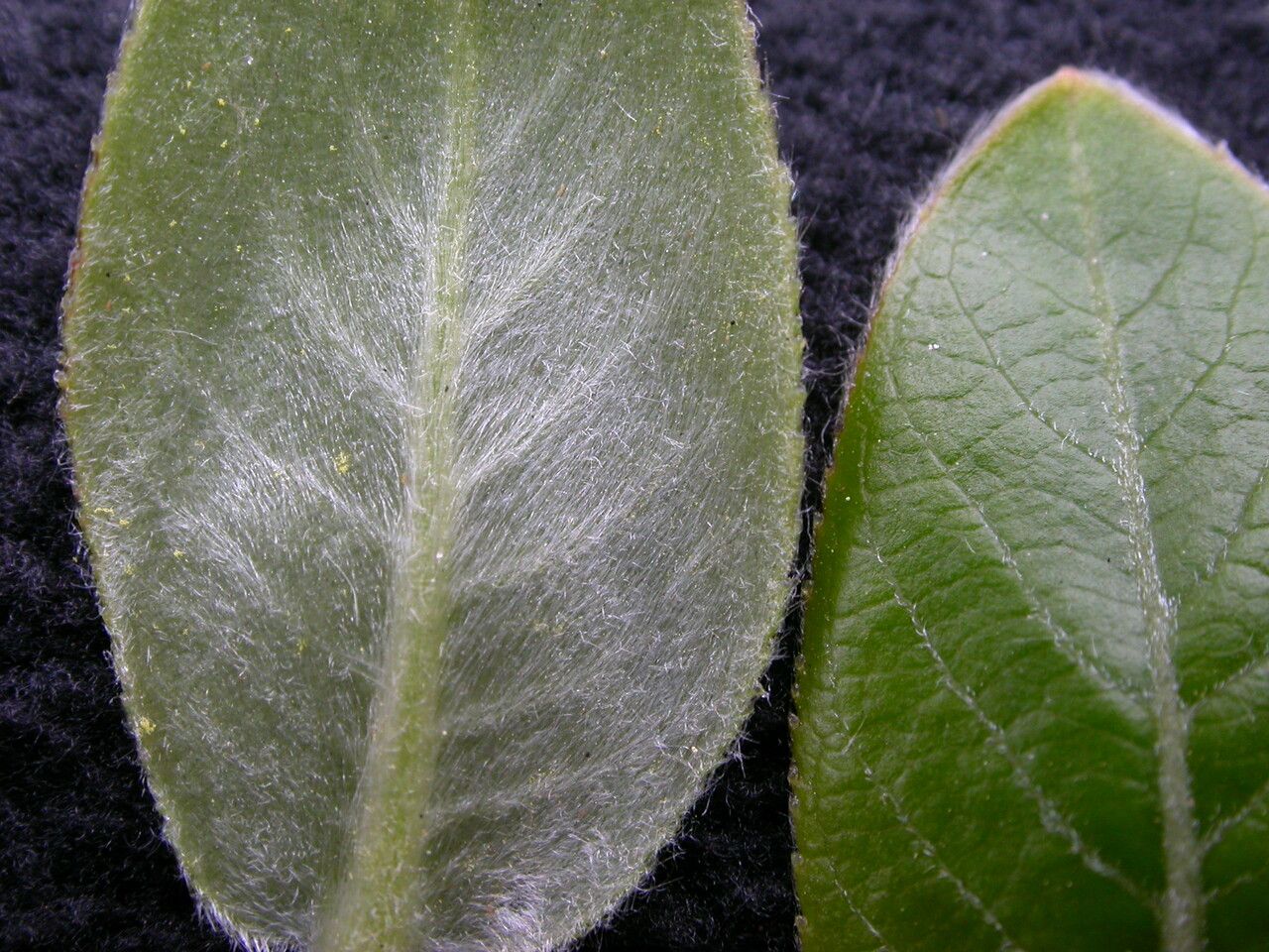 Salix daltoniana leaf