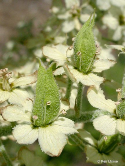 Veratrum insolitum flower