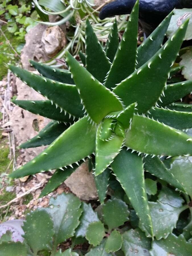 Aloe brevifolia leaf