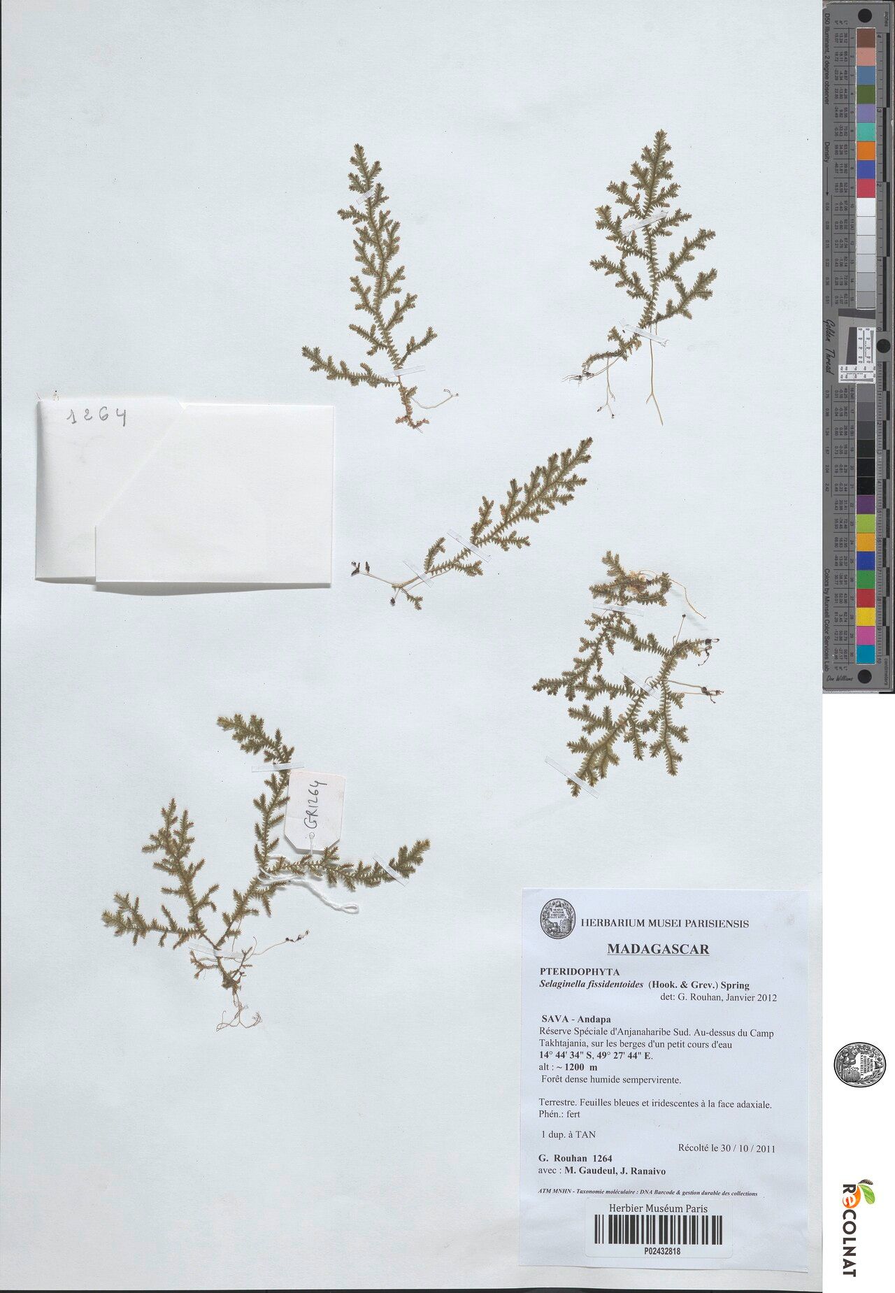 Selaginella unilateralis — houseplant care guide