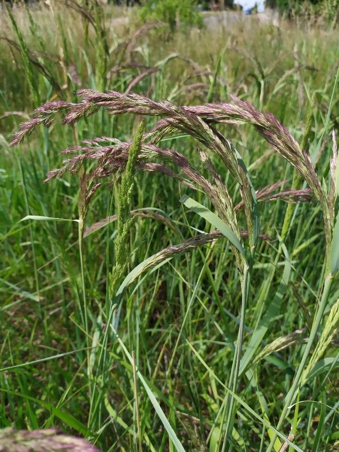 Calamagrostis canescens — search result for 'Calamagrostis'