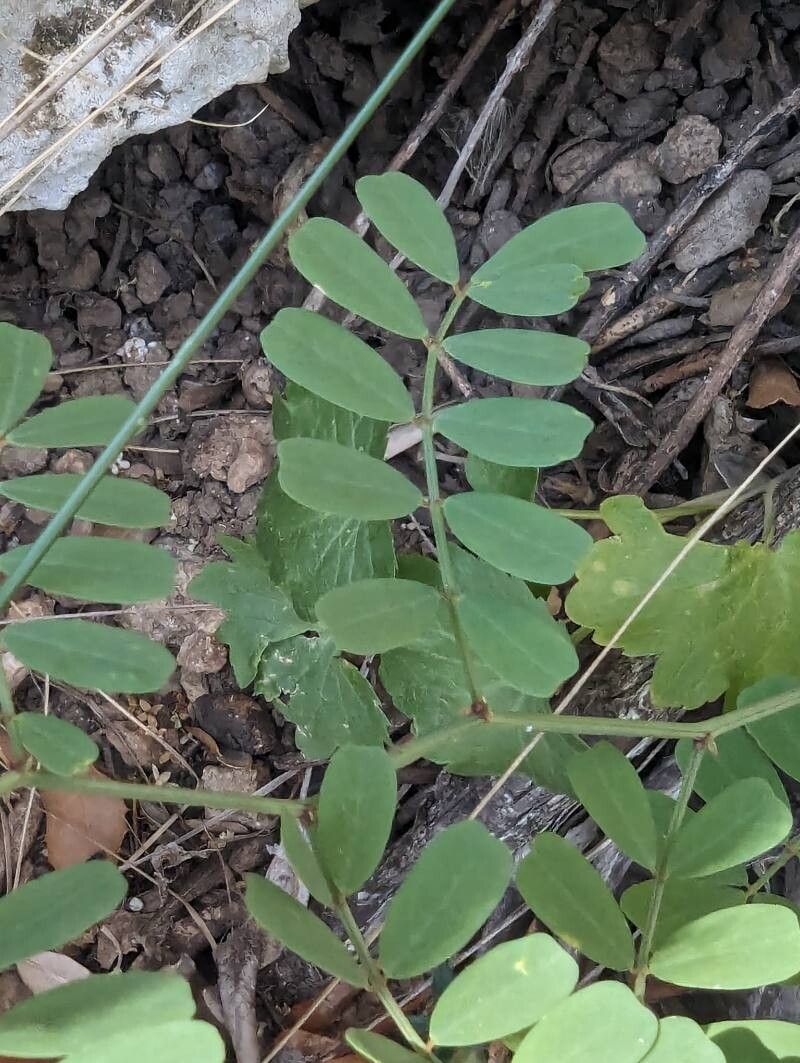 Coronilla globosa leaf