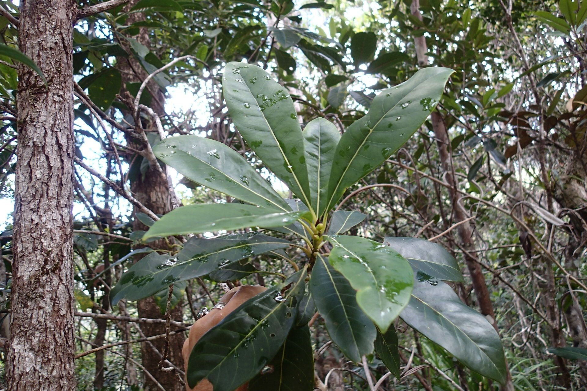 Planchonella laetevirens — houseplant care guide