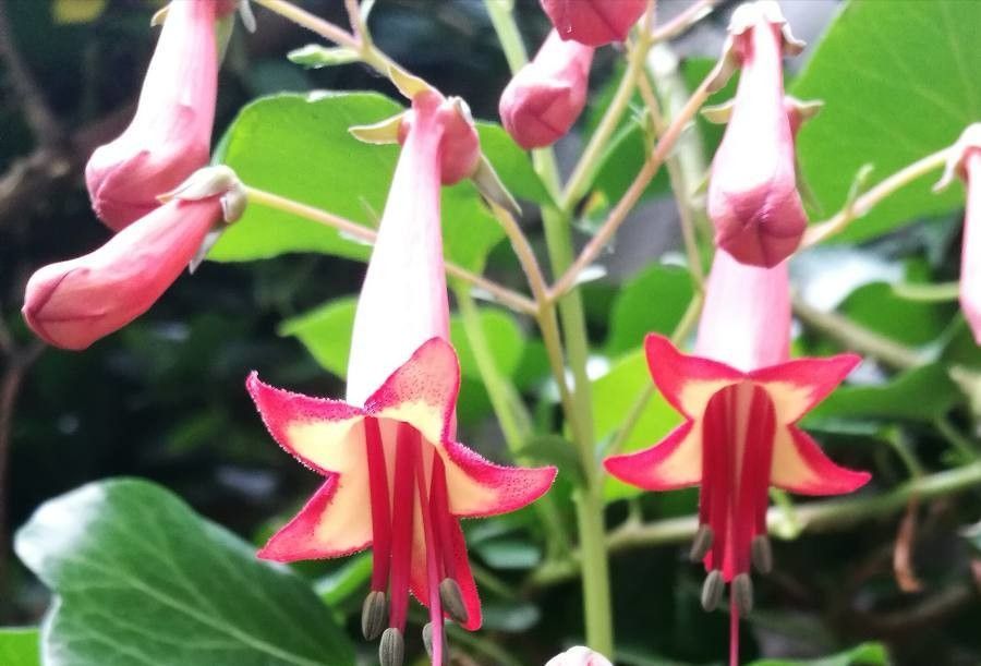 Phygelius capensis flower