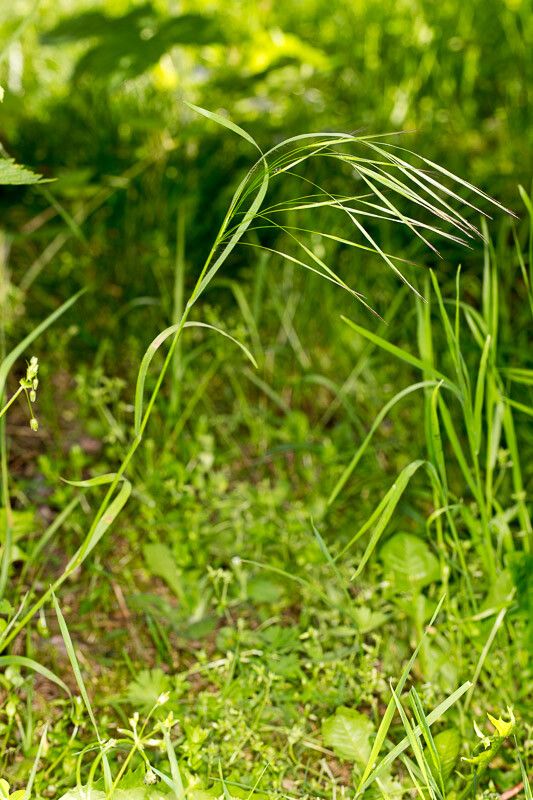 Bromus sterilis leaf