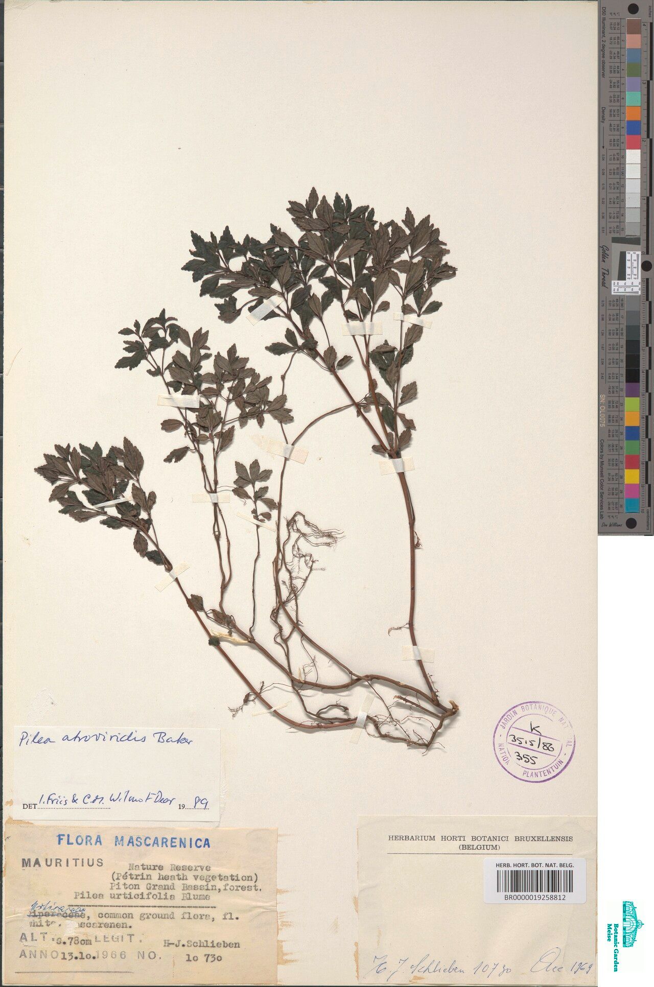 Pilea atroviridis — search result for 'Pilea'